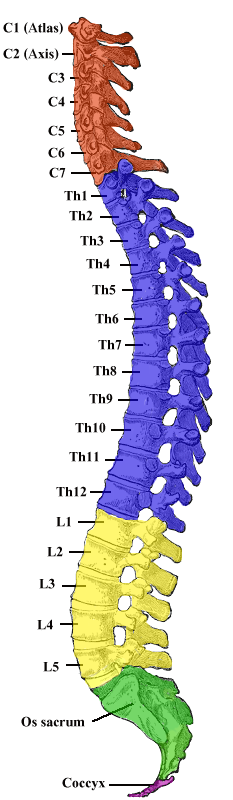 Labeled illustration of the human vertebral column, from cervical (C1-C7) through thoracic (Th1-Th12), lumbar (L1-L5), sacrum, and coccyx.